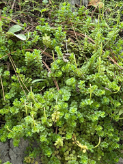 Peperomia berlandieri, photograph (c) Cody Hinchliff, some rights reserved (CC BY)
