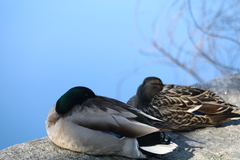 Anas platyrhynchos