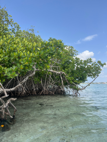 red mangrove