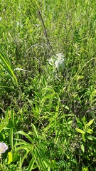 Lithospermum bejariense