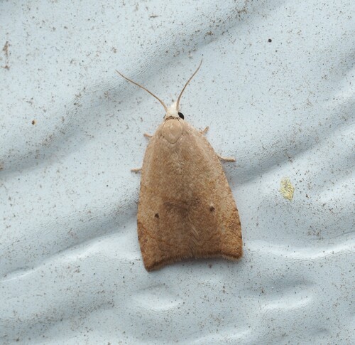 Batman Moth photo 5