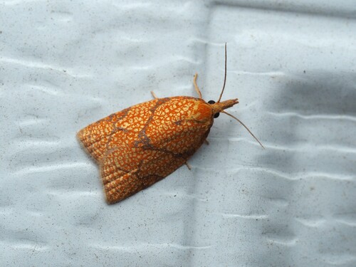 Reticulated Fruitworm Moth photo 3