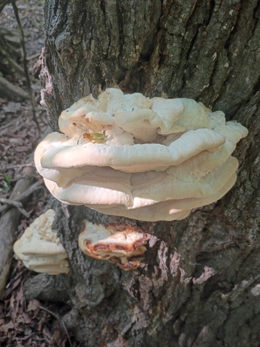 Northern Tooth