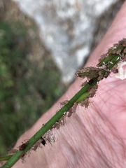 Macrosiphum gaurae