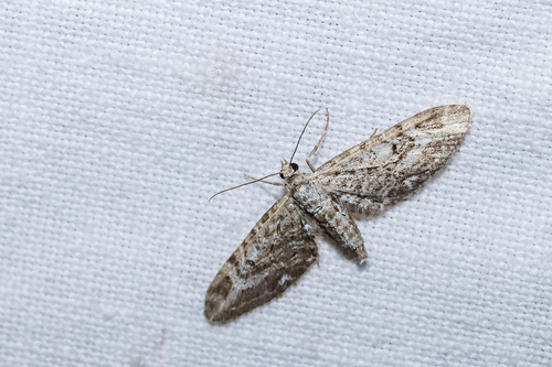 Narrow-winged Pug, Station Mook-Molenhoek, Mook, Nederland, photo 5 of 10
