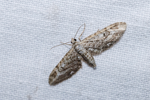 Narrow-winged Pug, Station Mook-Molenhoek, Mook, Nederland, photo 6 of 10