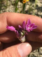 Allium crispum