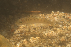 Loire Grayling photo 3