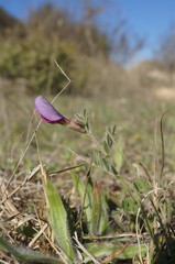 Vicia sativa amphicarpa