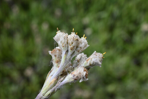 Antennaria pulcherrima