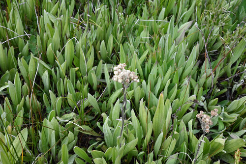 Antennaria pulcherrima, photograph 1
