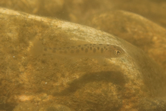 Loire Grayling photo 4