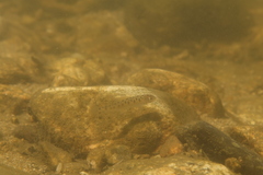Loire Grayling photo 2