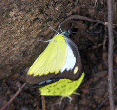 Appias lyncida eleonora