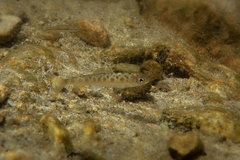 Loire Grayling photo 1