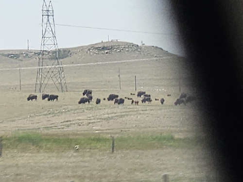 American Bison