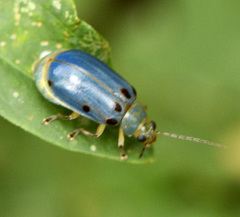 Exora obsoleta