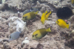 Acanthurus olivaceus