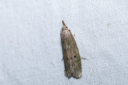 Bee Moth, Station Mook-Molenhoek, Mook, Nederland, photo 6 of 10