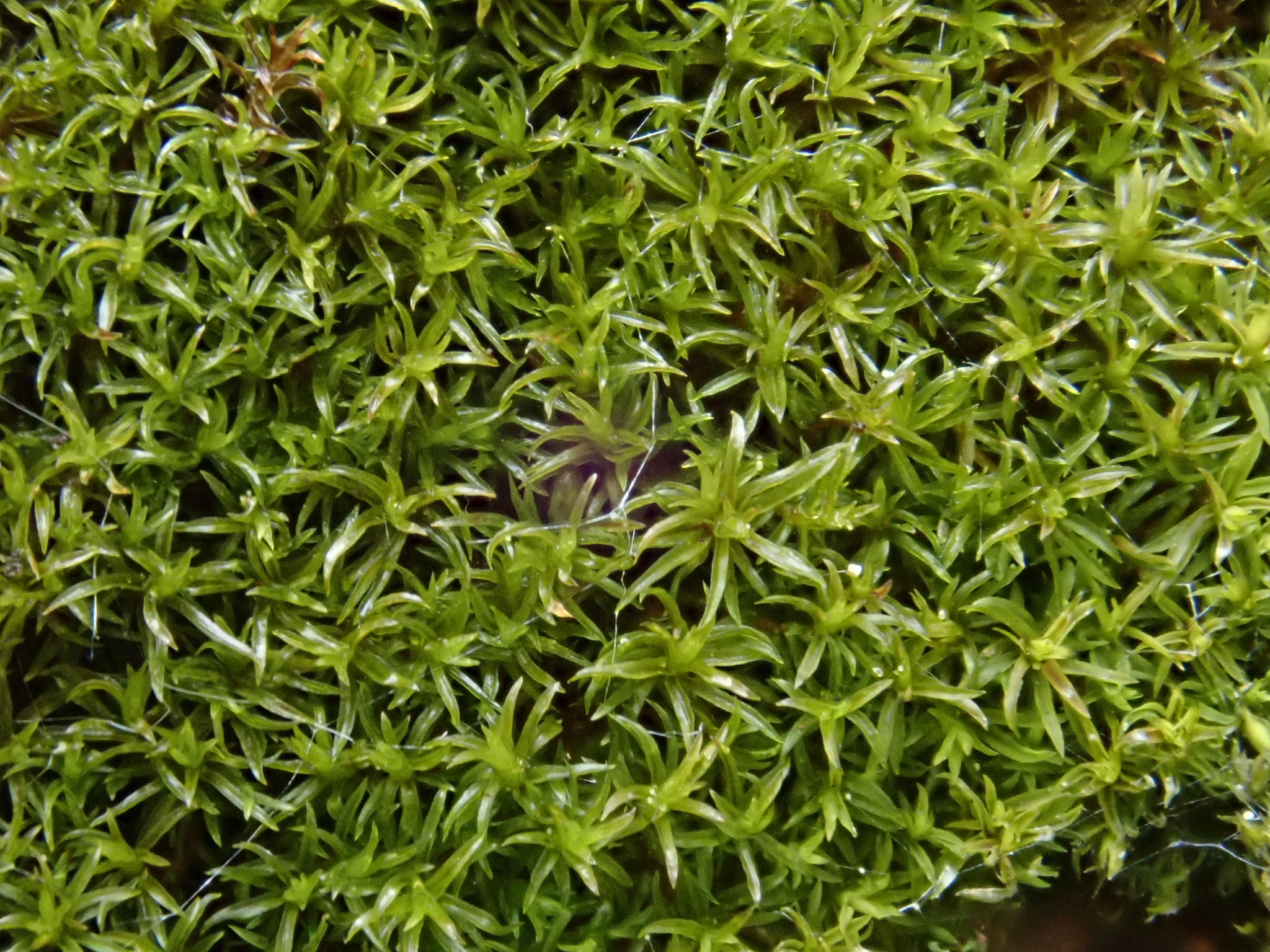 Eucladium verticillatum