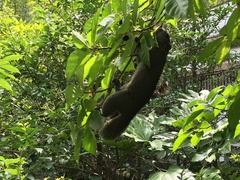 Callosciurus erythraeus