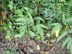 Tectaria phaeocaulis