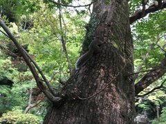 Callosciurus erythraeus