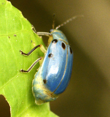 Exora obsoleta