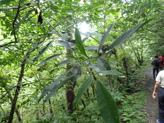 Turpinia ternata
