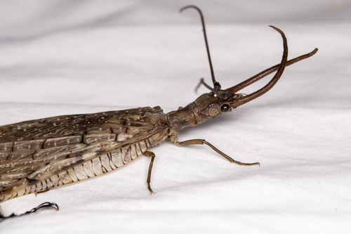 Eastern dobsonfly