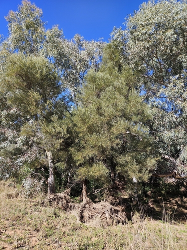 Acacia cambagei observed 2026-07-19