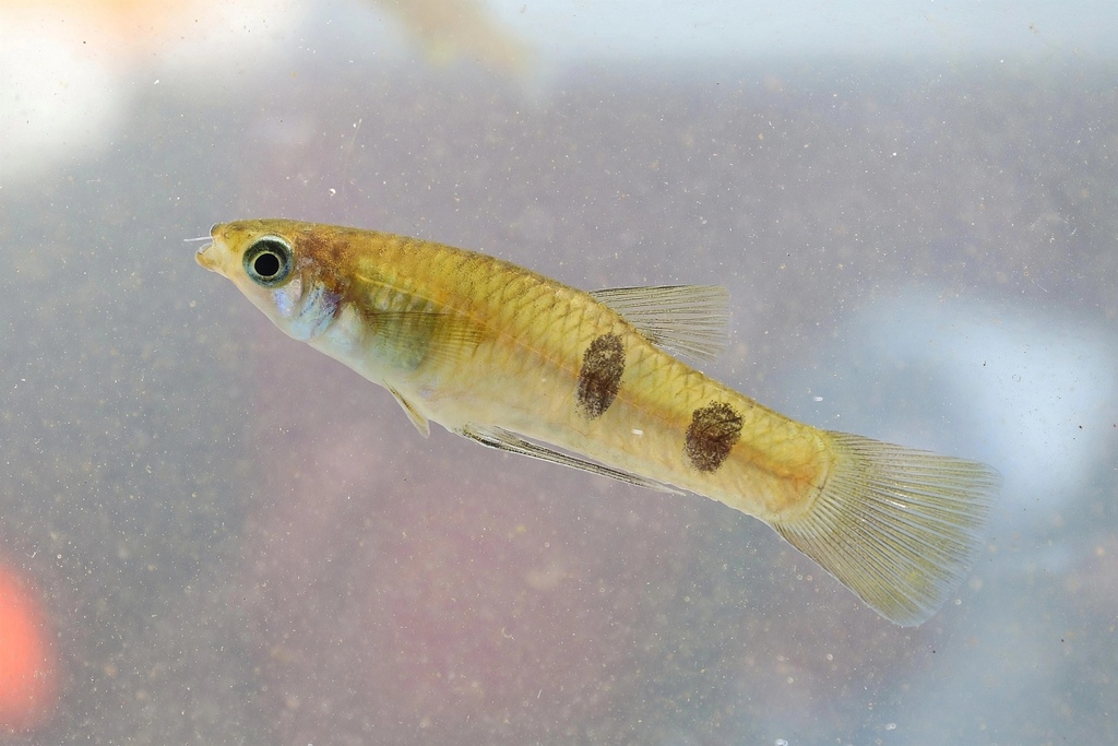 Few-Spotted Toothcarp