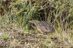 Curve-Billed Tinamou photo 2