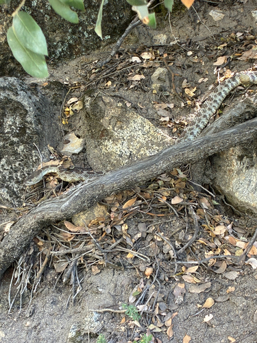 iNaturalist observation photo of Northern Pacific Rattlesnake