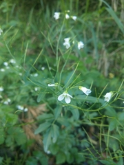 Cardamine amara
