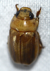 Cyclocephala hirta