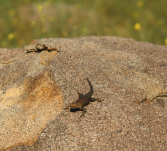 Sceloporus orcutti