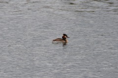Podiceps cristatus