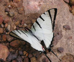 Graphium agetes