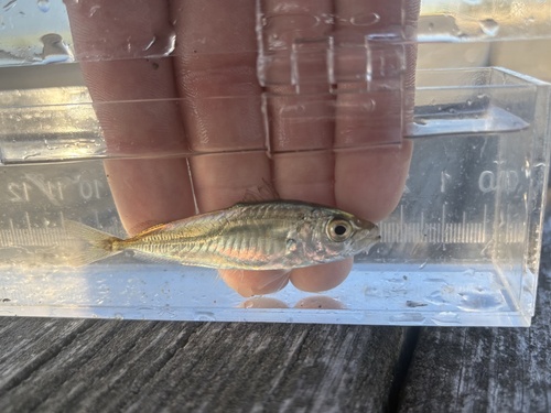 Rough scad (Trachurus lathami) — Carangidae — 4