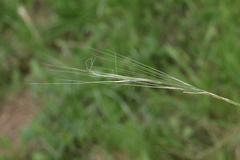 Stipa