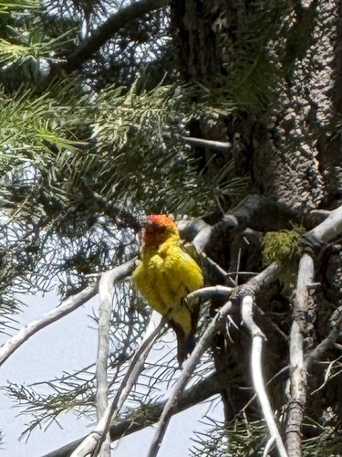 iNaturalist observation photo of Western Tanager