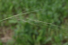Stipa