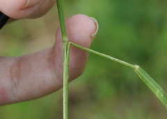 Stipa