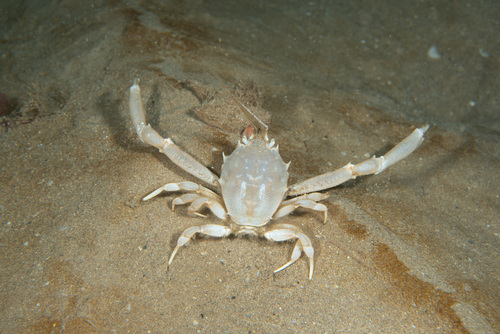 Masked crab, photo 3 of 10