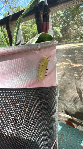 Sycamore Tussock Moth