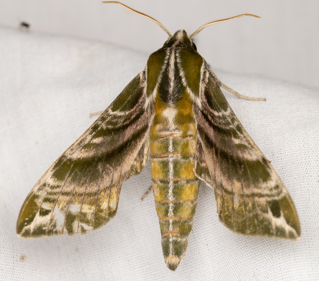 Hydrangea Sphinx