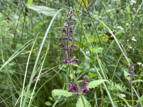 Whitespot (Stachys sylvatica)