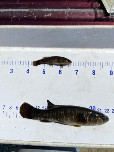 Central Mudminnow