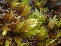 Hygrohypnum luridum